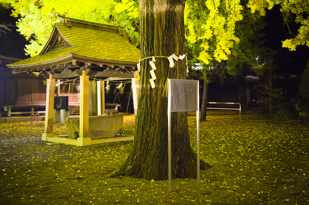 仏法寺のイチョウについて