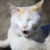 猫のあくび