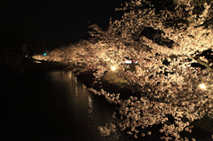 松本城 桜並木光の回廊2013
