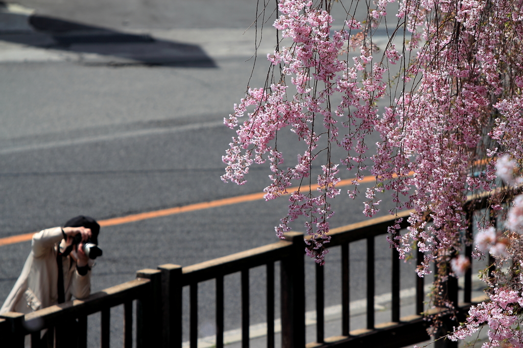 しだれ桜とカメラマン