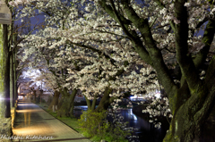 お城周りの桜並木①
