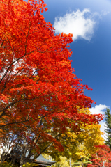 青空で映える紅葉