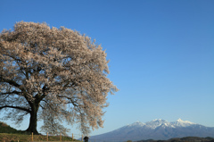 わに塚の桜と八ヶ岳　春ver~