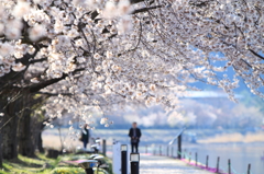 河口湖町の桜並木