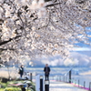 河口湖町の桜並木