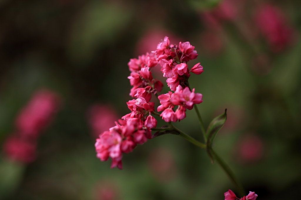赤そばの花