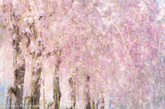 しだれ桜①