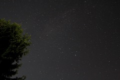 木と星空