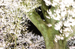 わに塚の桜　ライトアップ②