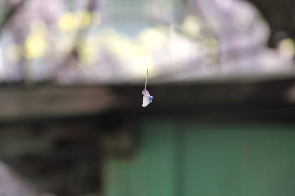 藤の花びら