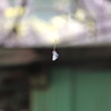 藤の花びら