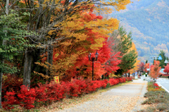 河口湖畔周辺の紅葉