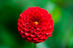 赤い花