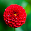 赤い花
