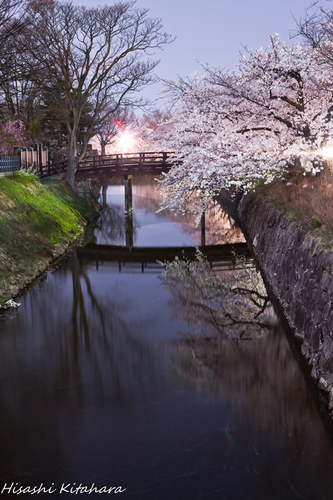 桜の映り込み