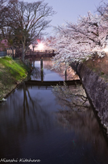 桜の映り込み