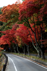 河口湖湖畔沿いの紅葉並木