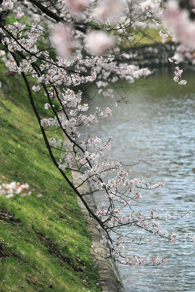 松本城周辺の桜