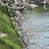 松本城周辺の桜