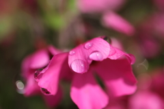 水滴と芝桜
