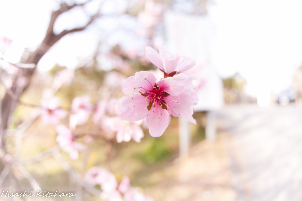 梅