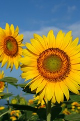 北杜市明野のひまわり