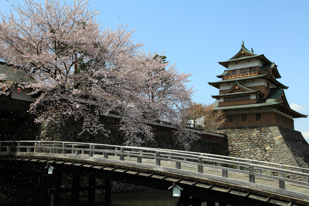 高島城と桜