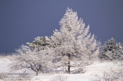 The Hoarfrost