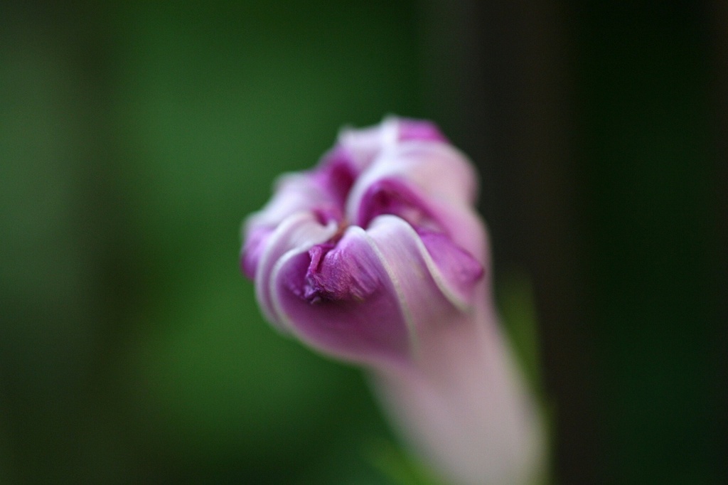 アサガオの蕾