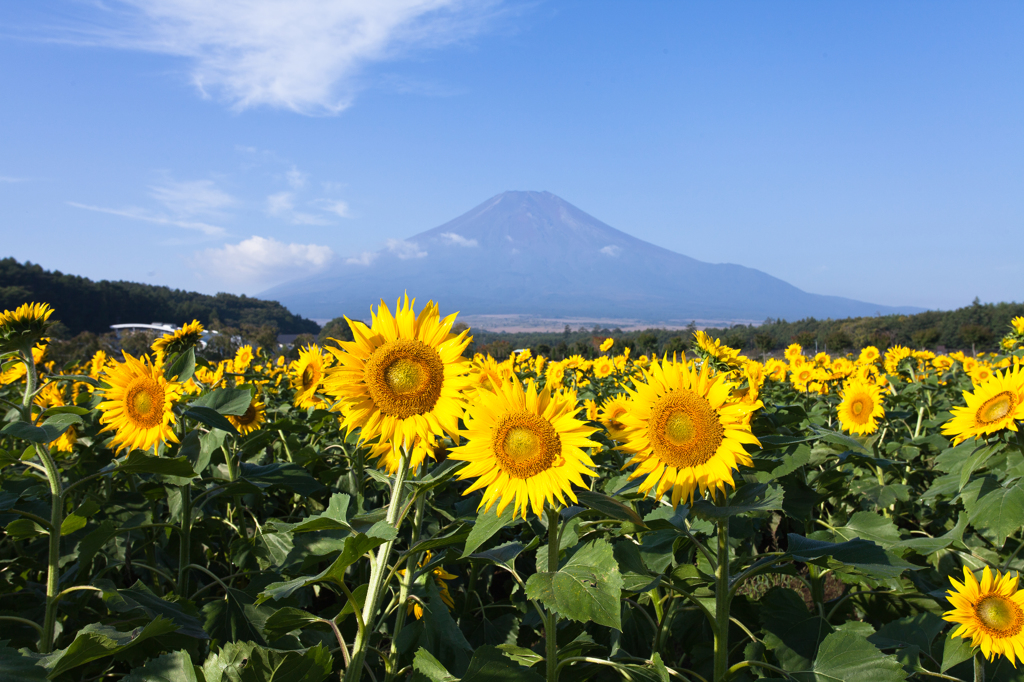 ひまわりと富士