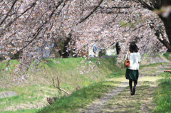 桜並木を歩く女性