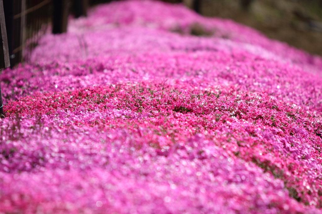 芝桜