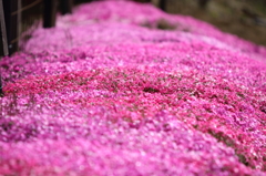 芝桜