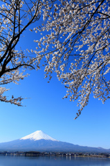 富士山と桜