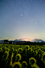 星空とひまわり畑