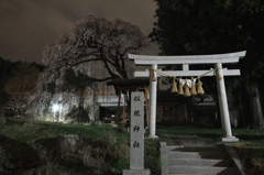 船魂神社の桜