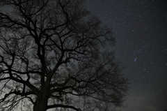 わに塚の桜の木と星空