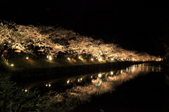 松本城 桜並木光の回廊2013