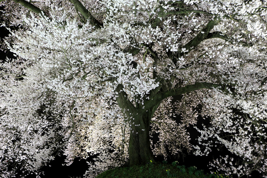 わに塚の桜　ライトアップ