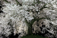 わに塚の桜　ライトアップ