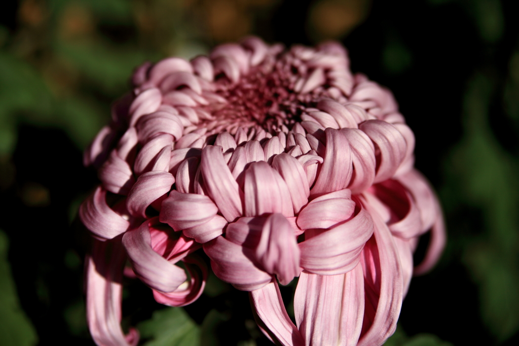 菊