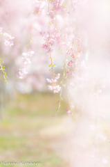 しだれ桜④