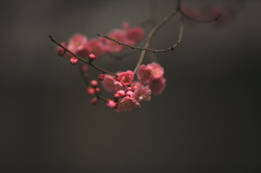 紅梅