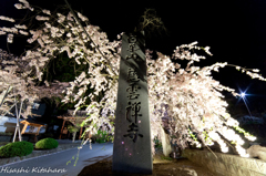 慈雲禅寺　桜ライトアップ③