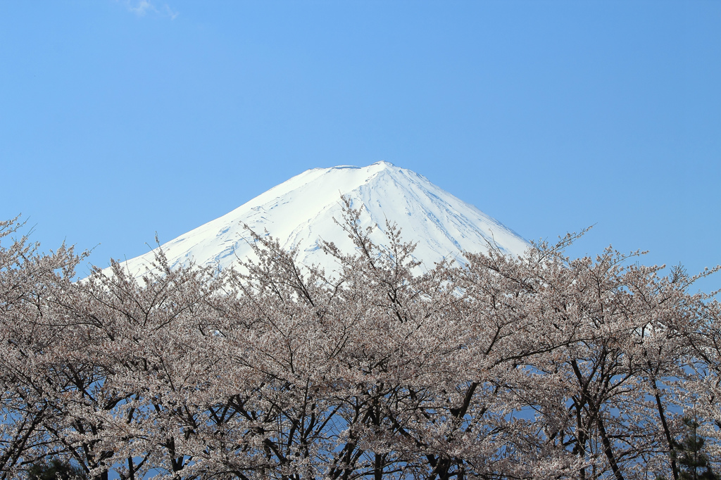 富士山と桜