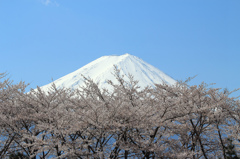 富士山と桜