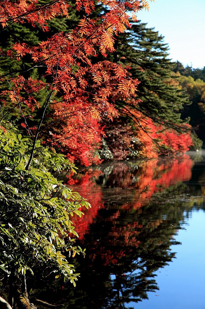 白駒池と紅葉