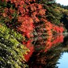 白駒池と紅葉