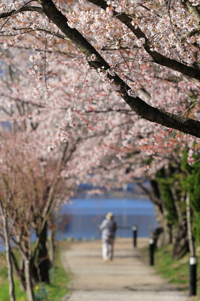 河口湖町の桜並木