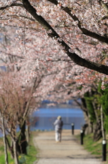 河口湖町の桜並木